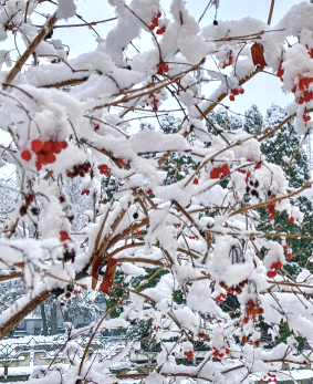 v_Rivne.png v_Rivne.png