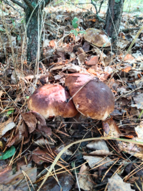 Gryby_Rivne_Obl_2025.png Gryby_Rivne_Obl_2025.png