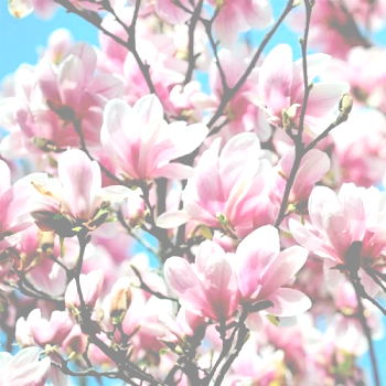 UA_vesna-alexandrina.png UA_vesna-alexandrina.png